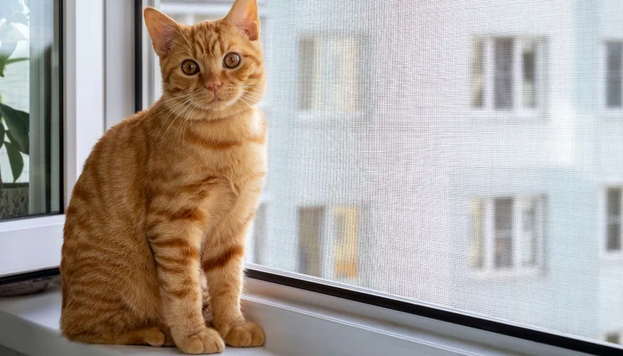 42502-kedi-sinekligi